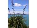 Rangitoto flax portrait 2